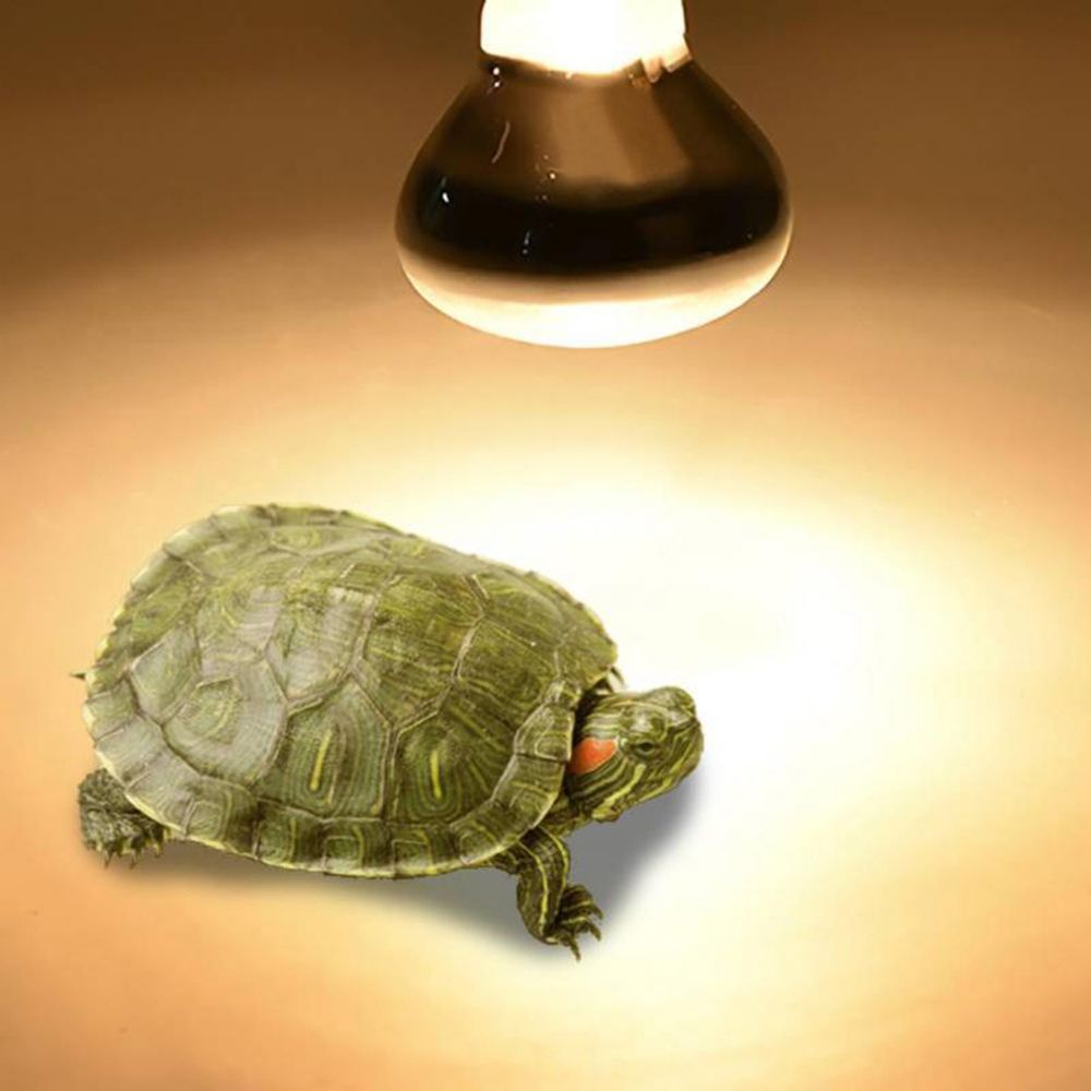 Lampu Pemanas Amfibi, Lampu Ha - Basking Bulb Halogen ulasan dan harga